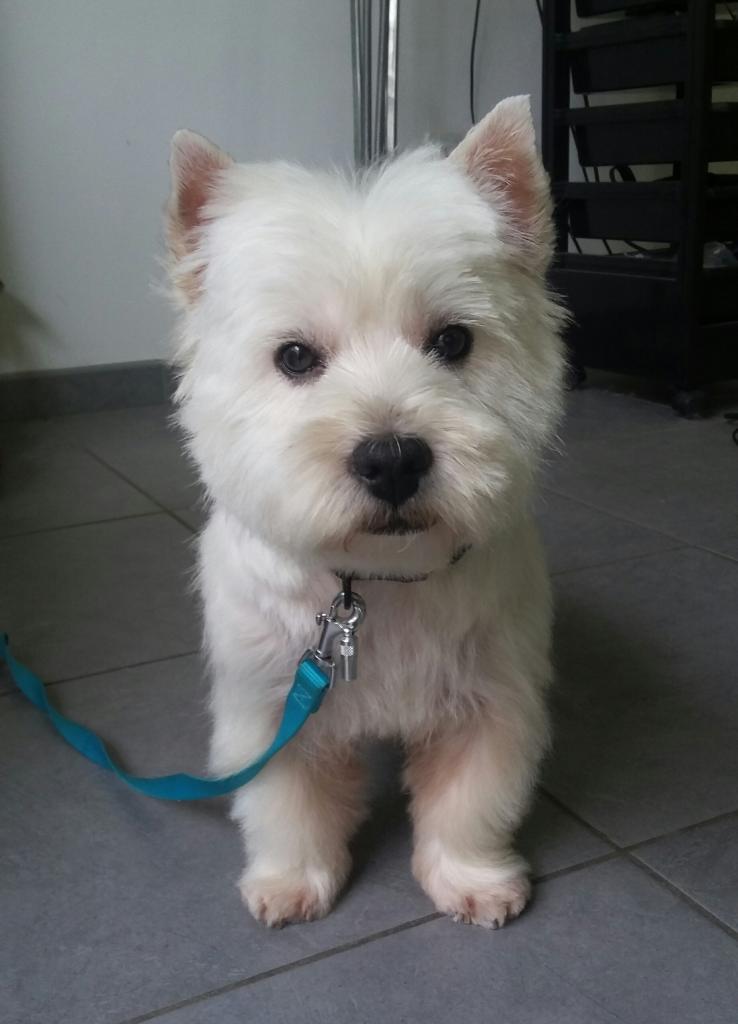 Westie 2