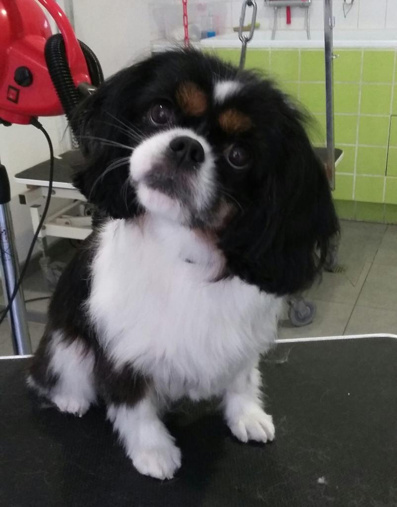 Cavalier King Charles