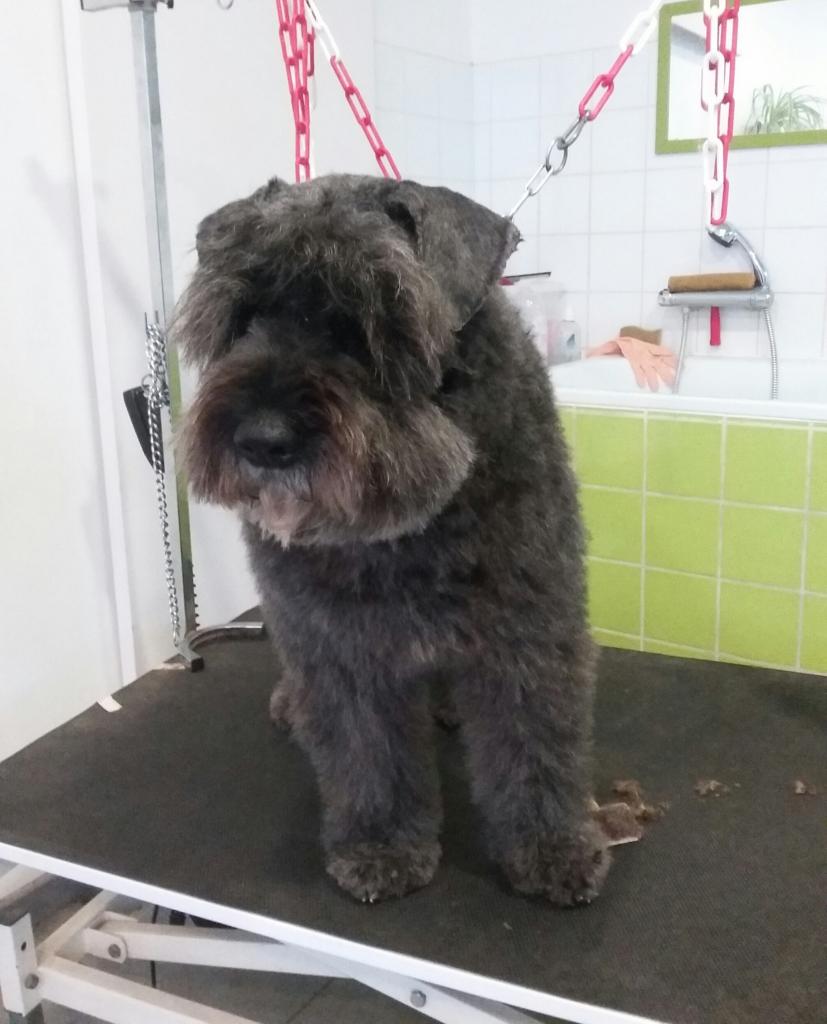 Bouvier des Flandres