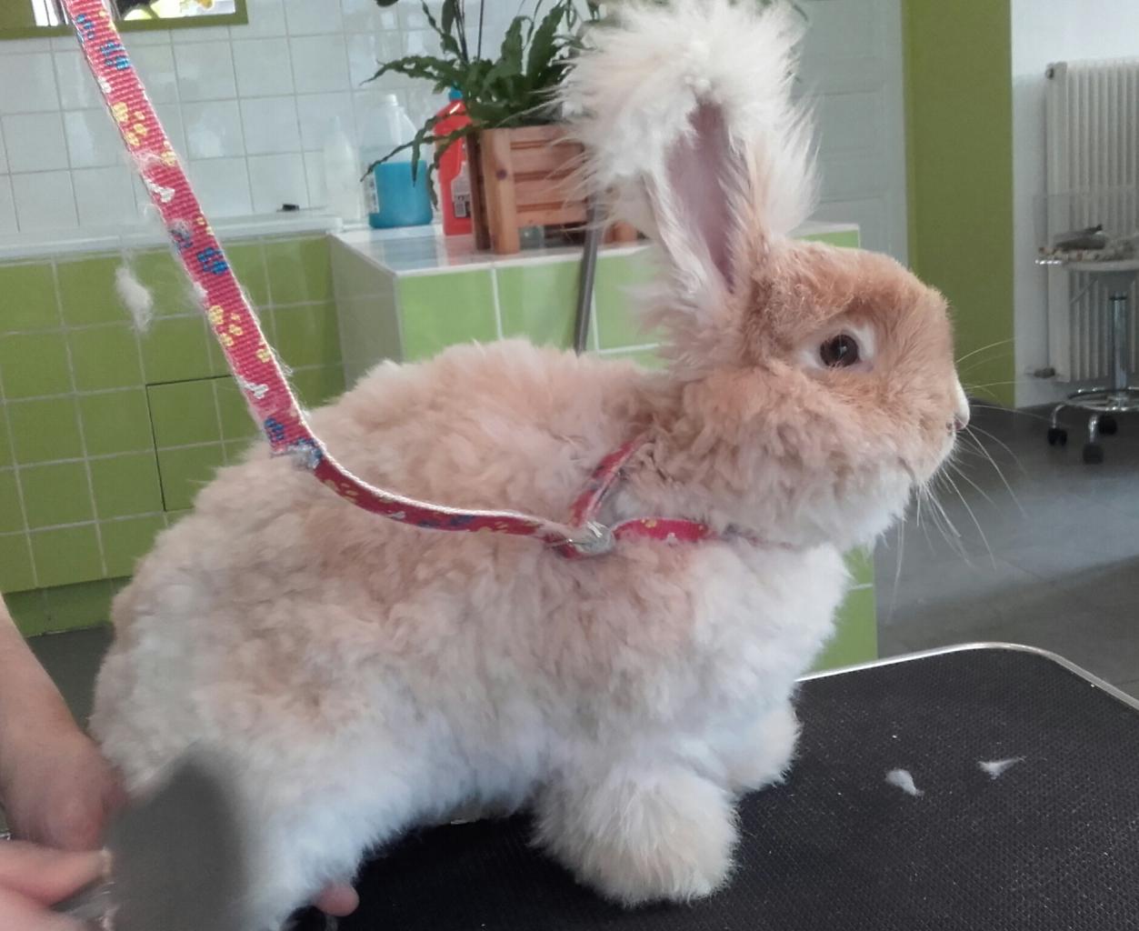 Lapinou après 