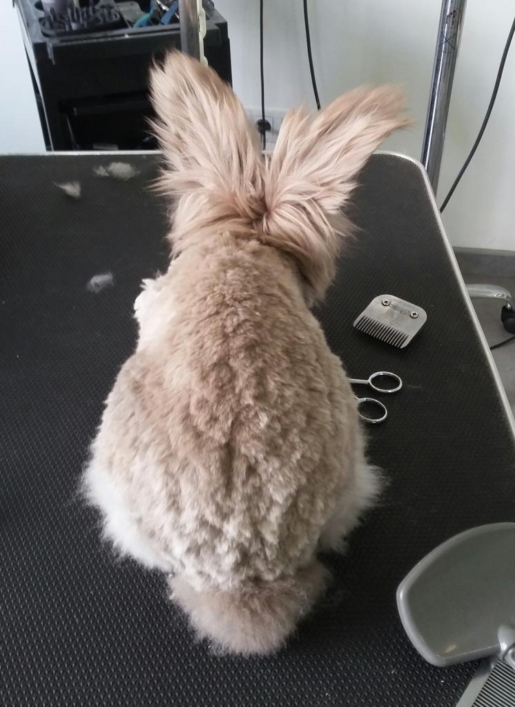 Nala 