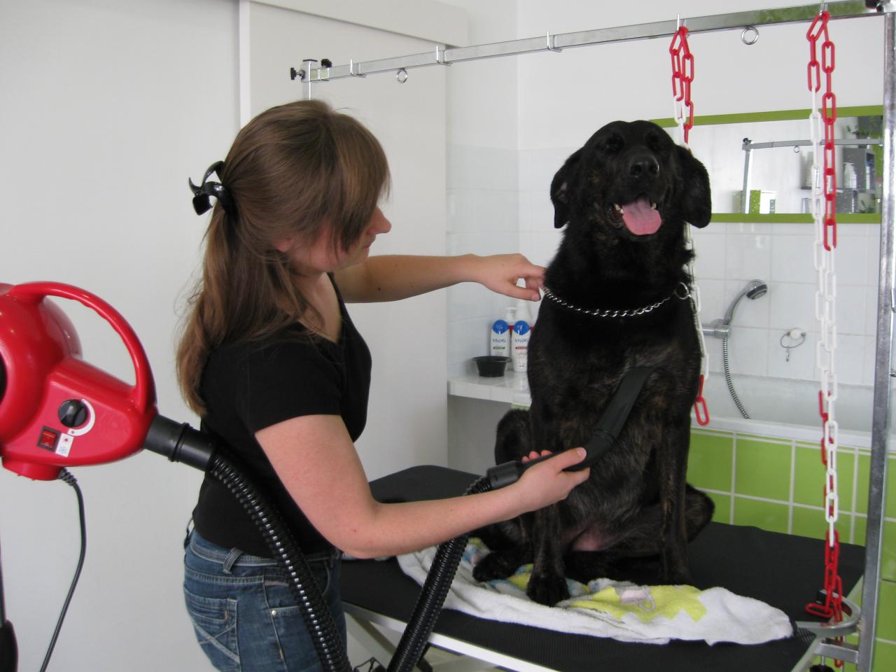 Croisé Labrador