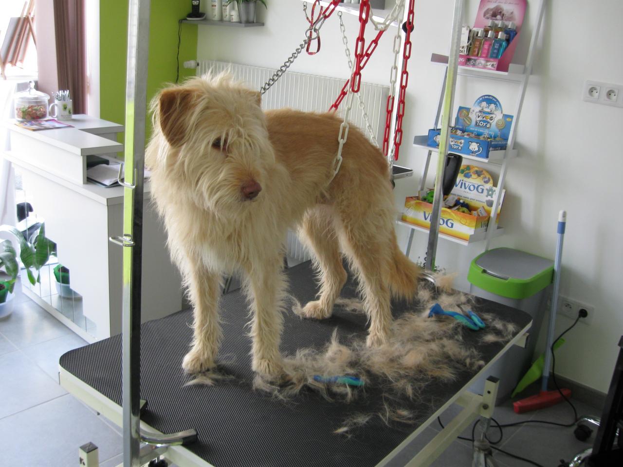 Griffon