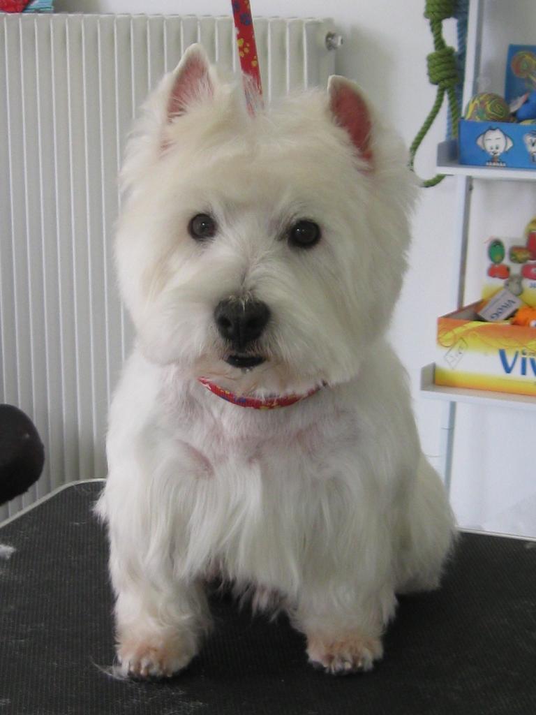Westie